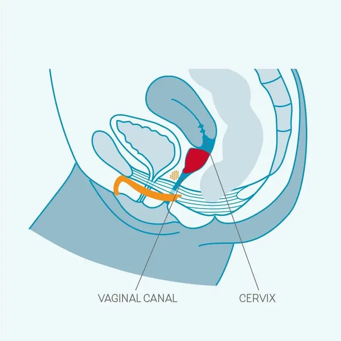 Male Sex Toys | Fun Factory Fun Cup Menstrual Cup Set - Fun Factory